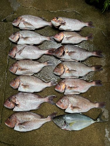 タイの釣果