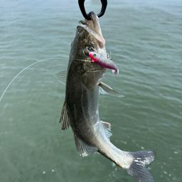 セイゴ（マルスズキ）