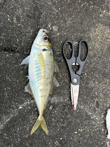 マアジの釣果