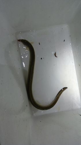 ウナギの釣果