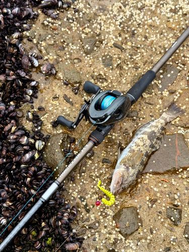 アイナメの釣果