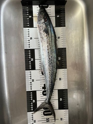 サゴシの釣果