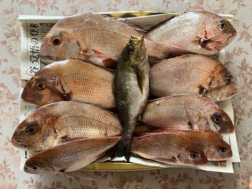 マダイの釣果