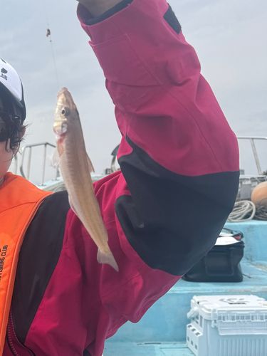 シロギスの釣果