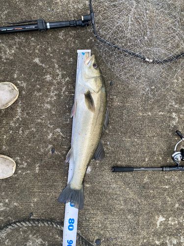 スズキの釣果