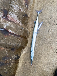 ダツの釣果