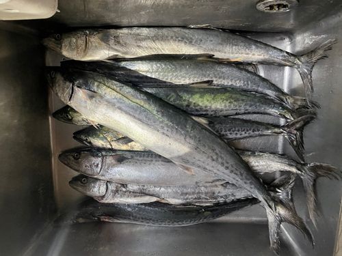 サワラの釣果
