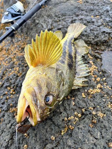シマゾイの釣果