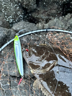 ヒラメの釣果