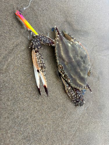 ワタリガニの釣果