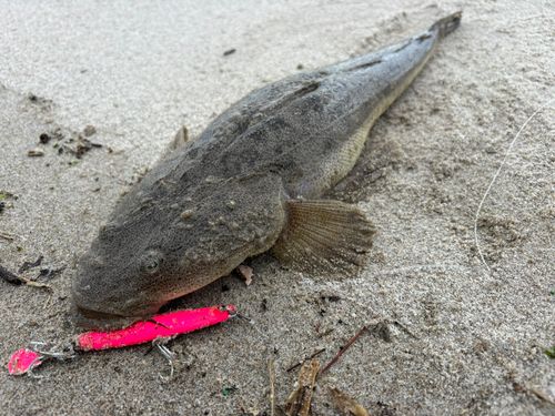 ワタリガニの釣果