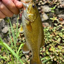 スモールマウスバス