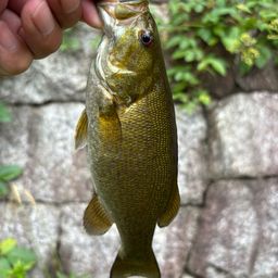 スモールマウスバス