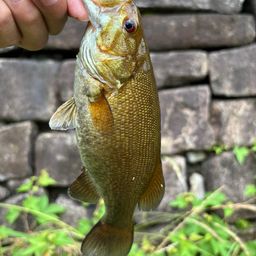 スモールマウスバス