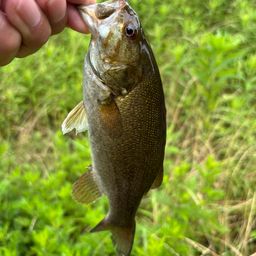 スモールマウスバス