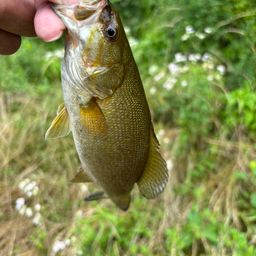 スモールマウスバス