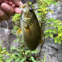 スモールマウスバス