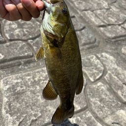 スモールマウスバス