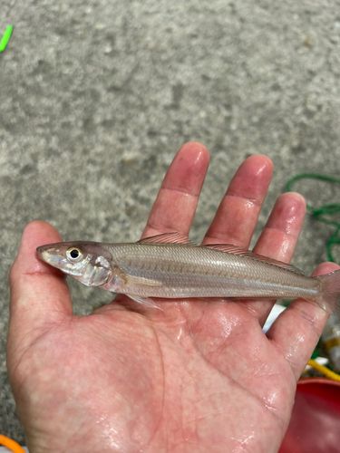 シロギスの釣果
