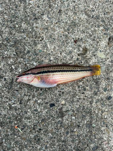 キュウセンの釣果