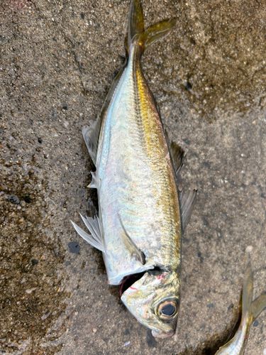 マアジの釣果