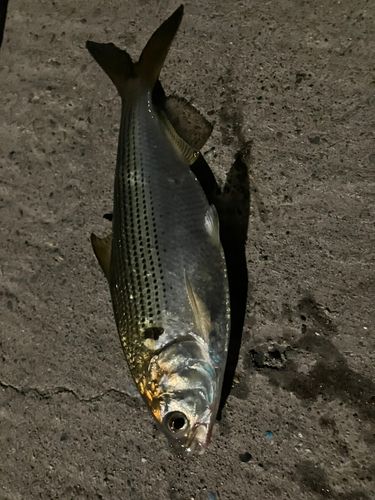 コノシロ