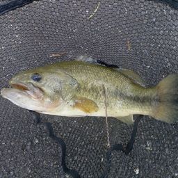 ラージマウスバス