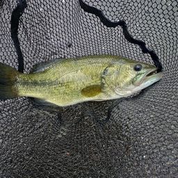 ラージマウスバス