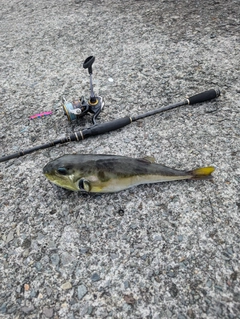 シロサバフグの釣果
