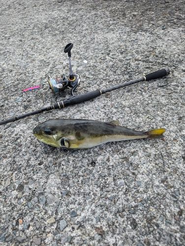 シロサバフグの釣果