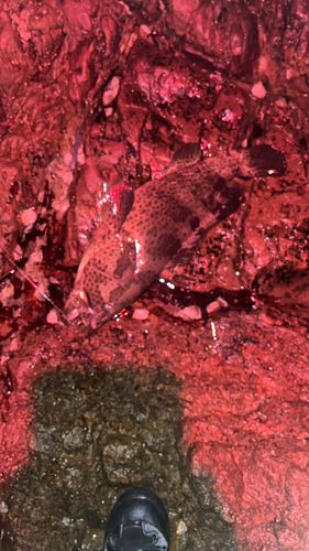 チャイロマルハタの釣果