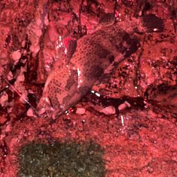 チャイロマルハタ