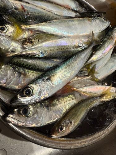 サバの釣果