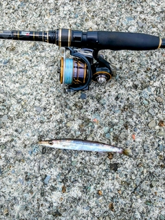 カマスの釣果