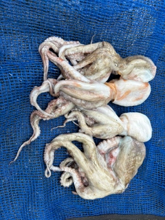 タコの釣果