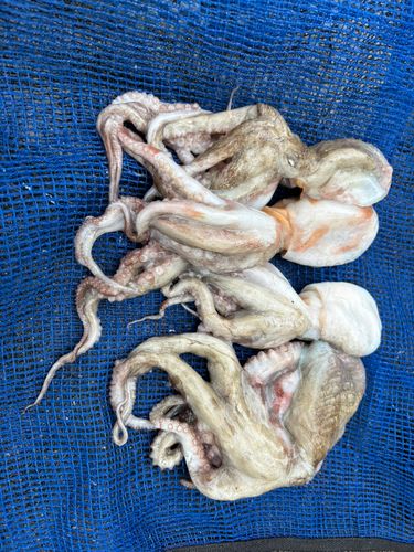 タコの釣果