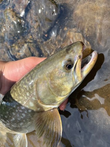 アメマスの釣果