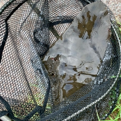 ツバクロエイの釣果