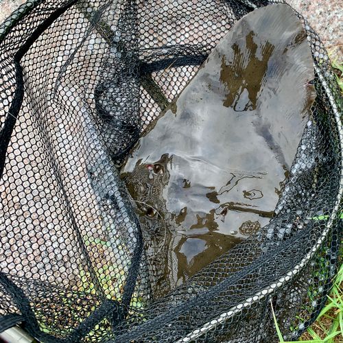 ツバクロエイの釣果