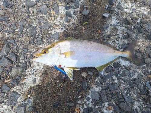 ショゴの釣果