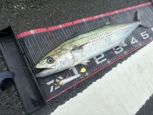 サゴシの釣果