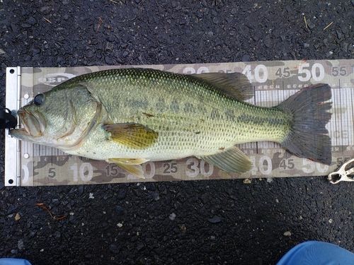 ラージマウスバス