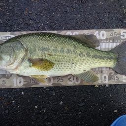 ラージマウスバス