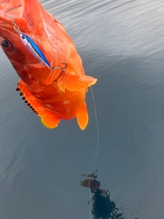 アカハタの釣果