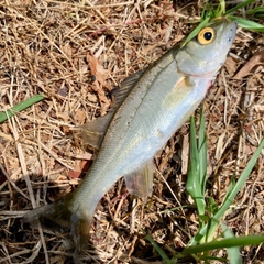 セイゴ(ヒラスズキ)の釣果