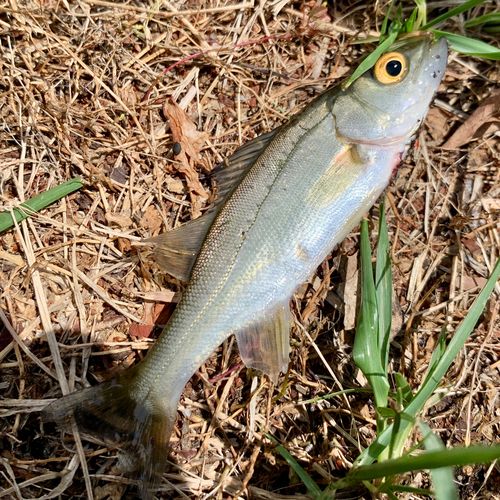 セイゴ（ヒラスズキ）の釣果