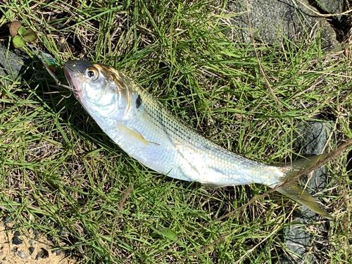 コノシロの釣果