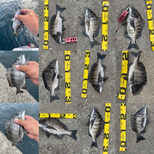 チヌの釣果
