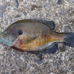 ブルーギル
