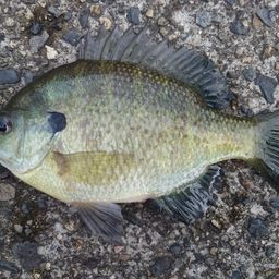 ブルーギル